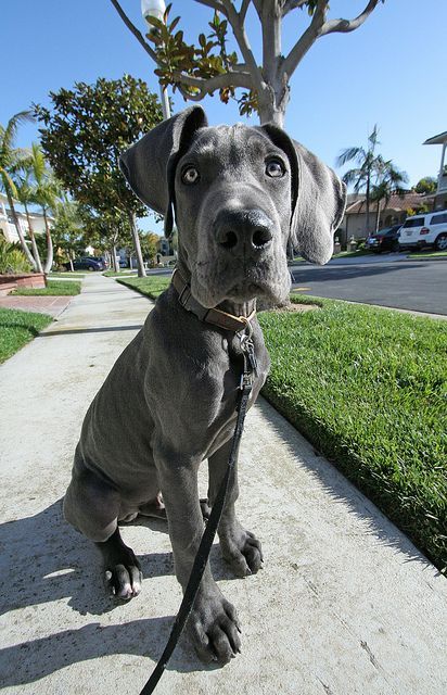 Blue Great Dane Puppies, Great Dane Puppies, Pet Anime, Best Dog Names, Dane Puppies, The Great Dane, Great Dane Puppy, Dane Dog, Great Dane Dogs