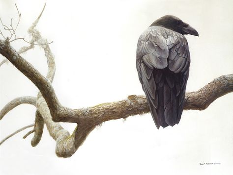 Robert Bateman, Raven Artwork, Creek Art, Number Art, Raven Art, Crows Ravens, Wildlife Artists, Wildlife Art, National Museum