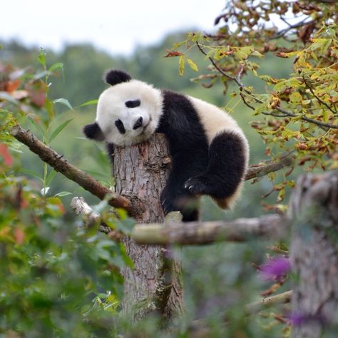 Animal Photography Dogs, Sleeping Panda, Baby Panda Bears, Giant Pandas, Cute Panda Wallpaper, Giant Panda, Animal Pics, Baby Panda, Cute Wild Animals