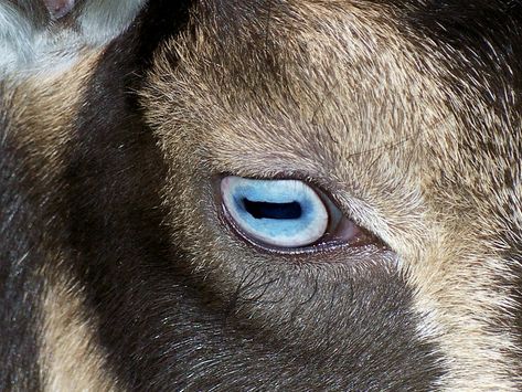 Goat's have the most Amazing Beautiful eyes!! Animal Anatomy, Types Of Animals, Mountain Goat, Eye Photography, Eye Tattoo, Wild Dogs, Domestic Cat, Amazing Art Painting, Eye Art