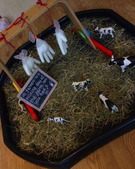 EYFS on Instagram: "Fun at the Farm🧑‍🌾 Milking the Cows 🐮 Today we are doing a very exciting activity; we are milking cows! I have created a milking station, using plastic gloves and milk; these imitated the udders of a cow. The tray is covered in hay as that is what cows eat, and I have scattered around various sized cows. This activity promotes: THE WORLD, FINE MOTOR SKILLS, CARING FOR ANIMALS. The aim is for the children to imitate milking a cow using the replicated udders! I briefly expla Farming Activities Eyfs, Farm Tuff Tray Ideas Eyfs, Old Macdonald Activities, Eyfs Farm Topic, Farmers Activities For Preschool, Farmer Duck Eyfs Activities, Milking Cow Activity Preschool, Cow Sensory Activities, Farm Animals Tuff Tray Ideas