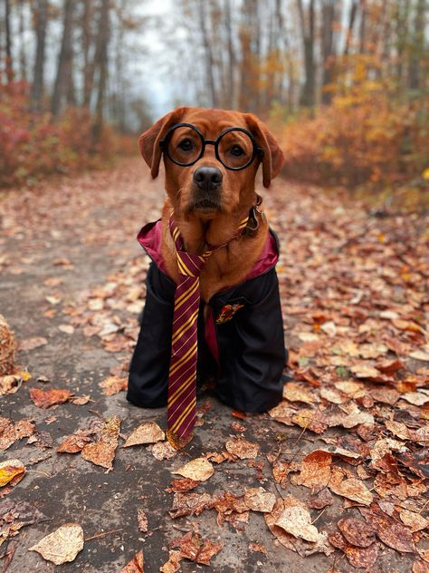 Toddler sized harry potter costume from amazon. Fits medium sized dog (english red lab) perfectly! Harry Potter Dog Costume, Dobby Costume, Hogwarts Costume, Amazon Fits, Harry Potter Kostüm, Dog Photoshoot Pet Photography, Harry Potter Dog, Medium Sized Dog, Cumpleaños Harry Potter