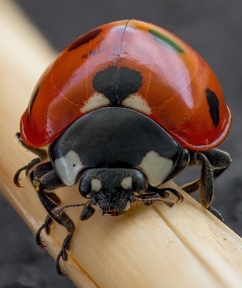 A beautiful Lady Bird Beetle Beetle Photography, Artsy Ideas, Lady Beetle, The Giant Peach, Japanese Beetles, Game Video, Lady Bird, Little Critter, Beautiful Lady