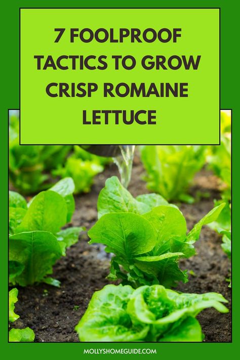 Discover the step-by-step guide on how to grow romaine lettuce successfully in your own garden. Learn valuable tips and tricks, from planting to harvesting, that will ensure a bountiful harvest of fresh and crisp romaine. Whether you're a seasoned gardener or a novice, our comprehensive instructions will help you cultivate delicious, homegrown lettuce effortlessly. Elevate your salads with this easy-to-grow leafy green - it's not only nutritious but also adds a burst of flavor to any dish. How To Grow Romaine Lettuce, Regrowing Romaine Lettuce, How To Harvest Romaine Lettuce, Regrow Lettuce Romaine, Regrow Romaine Lettuce In Water, When To Harvest Romaine Lettuce, Grow Romaine Lettuce Scrap, Romaine Lettuce Growing, Lettuce Seeds