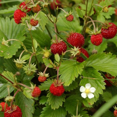 Wild strawberries Strawberries In Containers, Alpine Strawberries, Winter Drink, Strawberry Leaves, Strawberry Seed, Growing Strawberries, Strawberry Plants, Fruit Seeds, Beautiful Fruits