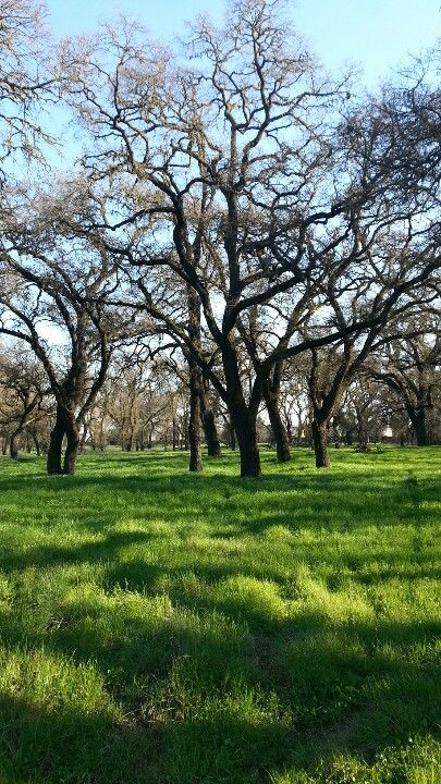 Oak Grove, Stockton, California. We often went for a drive after dinner to watch a sunset. This was a favorite. There were peacocks, interesting to watch perching in the trees for the night. Nostalgia Food, Stockton California, Oak Grove, Natural Scenery, North America Travel, Santa Clara, Caribbean Islands, Peacocks, Bedroom Colors