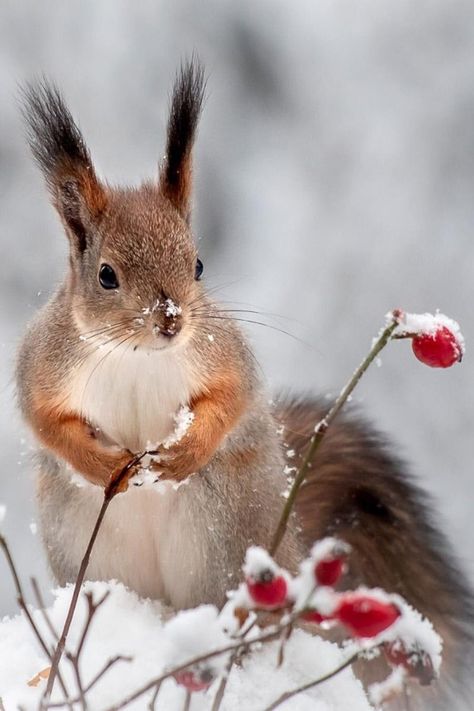 Funny Animal Art, Squirrel Pictures, Snow Animals, Amazing Animal Pictures, Animal Antics, Cute Squirrel, A Squirrel, Red Squirrel, About Animals