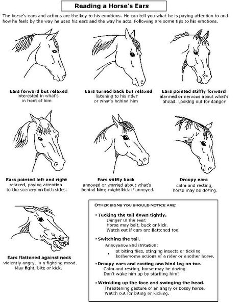 Reading the Ears - Horse Emotions Horse Behavior, Horse Lessons, Horse Information, Horse Facts, Horse Care Tips, Horse Ears, Horse Riding Tips, Horse Anatomy, Horse Camp