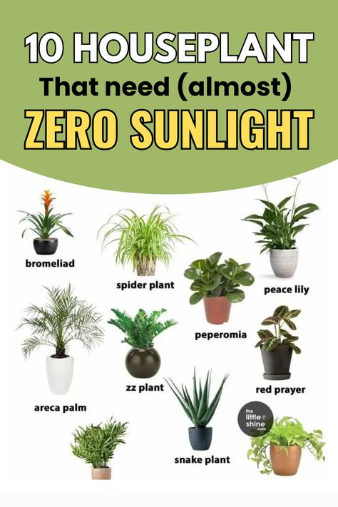 Here are 10 Indoor Plants Plants That Need No Light, Zero Sunlight Plants, Plants That Need Little Light, Plant Lights Indoor Setup Living Room, Zero Light Indoor Plants, Cat Proof Plant Display, Plants That Dont Need Sunlight, Zero Sunlight Indoor Plants, Office Plants No Sunlight