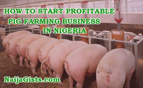 Farming Ideas Agriculture At Home, Pigsty Design, Piggery Farm Design, Pig Farming Design, Pig House Ideas, Pig Rearing, Chicken Business, Cattle Rearing, Farm Structures