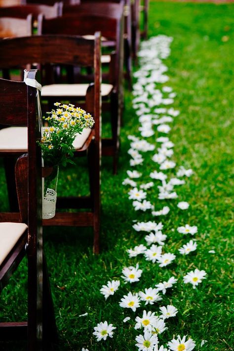 Daisies for the flower girls to throw instead of rose pedals Wooden Chairs, Flower Girls, Llama, Daisy