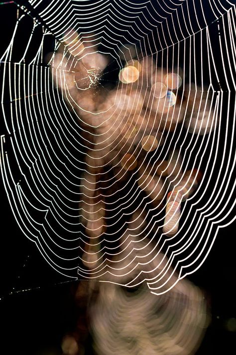 Highlighted spider webs by Jeroen Stekelenburg on 500px Spider God, Wydowna Spider, Spider Aesthetic, Spiders Webs, Spider Crafts, Itsy Bitsy Spider, Spider Art, Spider Webs, Arachnids