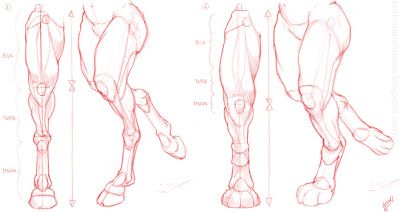 Anthro Anatomica: November 2013 Werewolf Drawing, Leg Structure, Body Reference Drawing, Creature Drawings, Anatomy Drawing, Figure Drawing Reference, Creature Concept Art, 판타지 아트, Anatomy Art