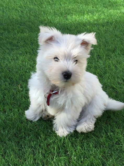 Westhiland White Terrier, Western Highland Terrier, White Scottish Terrier, West Highland White Terrier Puppies, Western Terrier, Westland Terrier, West Terrier, Westie Puppies, Norfolk Terrier