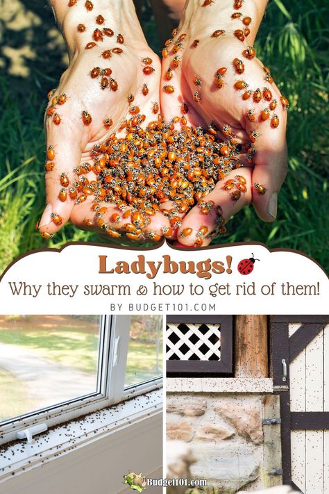 Uncover the intriguing world of ladybugs and learn why they swarm homes in the fall. Discover effective ways to manage and peacefully coexist with these charming guests. 🐞🏡 How To Get Rid Of Ladybugs, Get Rid Of Ladybugs In House, How To Get Rid Of Ladybugs In The House, Ladybug Trap, Ladybug House, Living Frugal, Natural Repellent, Scale Insects, Lady Beetle