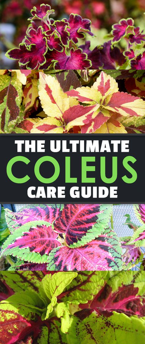 Coleus is an unusual tropical ornamental with stunning displays of color across its leaves. With our growing guide, you can easily grow this gorgeous plant! #epicgardening #houseplants #ornamentals #gardening Coleus Care, Large Flower Pots, Best Indoor Plants, Unusual Plants, Different Plants, Shade Plants, Food Healthy, Landscaping Plants, Raised Beds