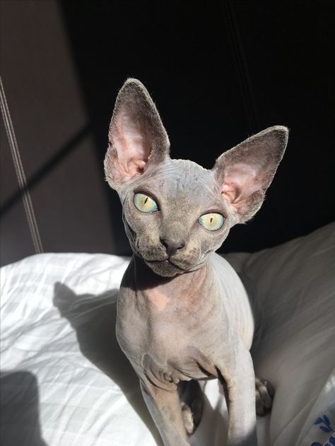 Sphynx, Gato Sphynx, Cute Hairless Cat, Sphinx Cat, Hairless Cat, Free Day, Sphynx Cat, Cat Aesthetic, Pretty Cats