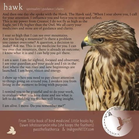 Hawk Meaning, Hawk Symbolism, Hawk Spirit Animal, Feather Mohawk, Feather Tattoo Meaning, Earth Sun And Moon, Indian Feather Tattoos, Native American Prayers, Native American Totem