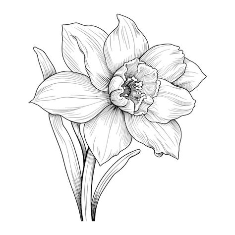 Hand drawn sketch daffodil flower illust... | Premium Vector #Freepik #vector #background #flower #flower-garden #style Flower Drawing Daffodil, Big Daffodil Tattoo, Daffodil Stencil, Dafodill Flowers Drawing, Daffodil Line Drawing, Flower Illust, Daffodil Drawing, Daffodil Flower Tattoos, Daffodil Art