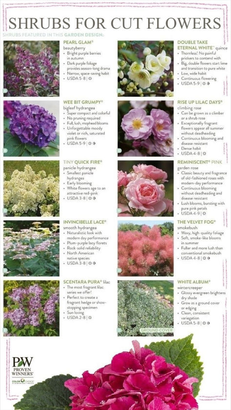 A photo of ten shrubs that can be used for cut flower gardens. It includes Pearl Glam beautyberry, Wee Bit Grumpy hydrangea, Tiny Quick Fire hydrangea, Invincibelle Lace hydrangea, Scentara Pura lilac, Double Take Eternal White quince, Rise Up Lilac Days rose, Reminiscent Pink rose, The Velvet Fog smokebush, and White Album wintercreeper. Garden With Dahlias, Easy Cut Flower Garden, Flowerbed Inspiration, Cut Garden Layout, Cut Flower Garden Layout Ideas, Flower Cut Garden, Cut And Come Again Flowers, Small Cut Flower Garden Layout, Flower Garden Layout Ideas