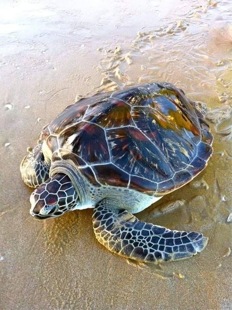 Are you Curious to know more about Turtles... Must Read it. Sea Turtle Photography, Turtle Photos, Sea Turtles Photography, Sea Turtle Pictures, Turtle Wallpaper, Turtle Images, Turtle Watercolor, Baby Sea Turtles, Sea Turtle Art