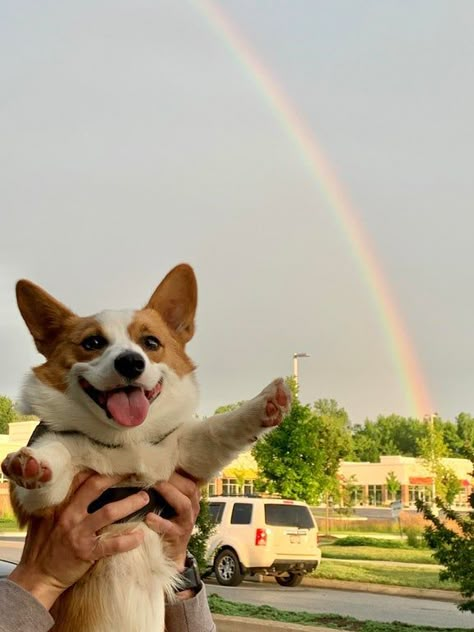 Corgi Mix Breeds, Cute Corgi Puppy, Corgi Mix, Cardigan Welsh Corgi, Corgi Puppy, Cute Corgi, Cute Animals Images, Pembroke Welsh Corgi, Pot Of Gold