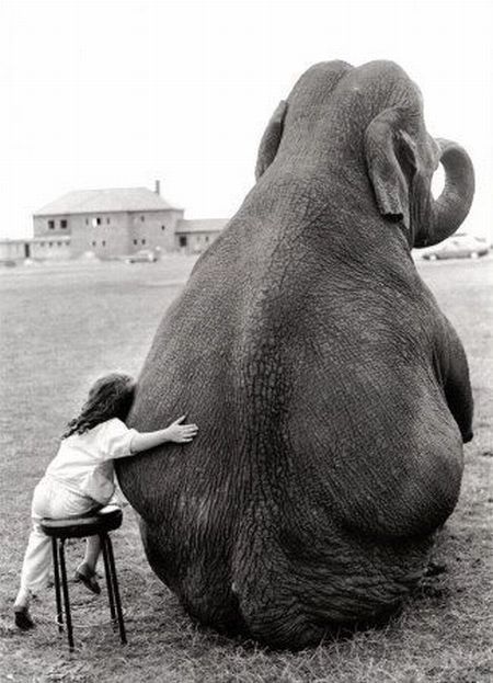 one of my favorite pics...my mom read the book that this picture is from called Modoc (a true story about a friendship between a boy and a elephant:) Appaloosa, Edgar Allan Poe, Cute Elephant Pictures, Elephant Pictures, Elephant Love, Lukisan Cat Air, Cute Elephant, An Elephant, Jolie Photo