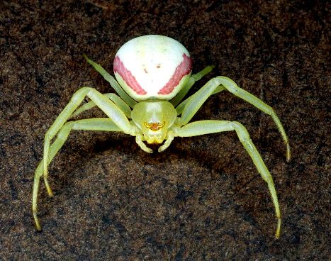 Flower Spider - Misumena vatia - female...you've seen them change colors to match the bloom they're on! Amazing little spiders! Flower Spider, Flower Crab, Arachnids Spiders, Crab Spider, White Plants, Arthropods, Arachnids, Weird Creatures, Bugs And Insects