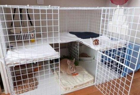 Diy Bunny Hutch, Diy Bunny Cage, Cavy Cage, Diy Rabbit Cage, Indoor Rabbit Cage, Diy Guinea Pig Cage, Rabbit Enclosure, Bunny Cage, Bunny Hutch