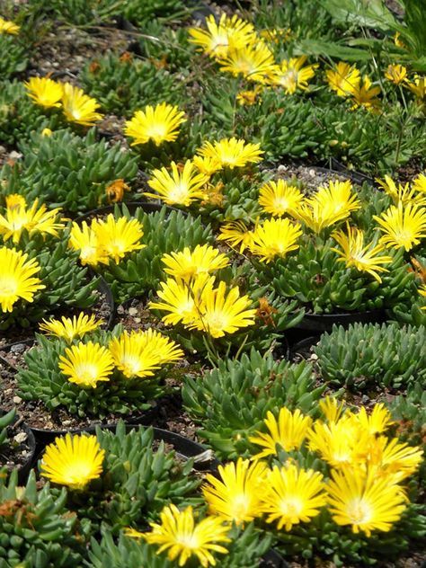 Delosperma congestum (Gold Nugget Ice Plant)  #delosperma #succulentopedia #succulents #CactiAndSucculents #succulent #SucculentPlant #SucculentPlants #SucculentCollection #SucculentGarden #DesertPlants #BloomingSucculent #SucculentFlower #SucculentFlowers Delosperma Plant, Garden Island Ideas, Tattoo Garden, Blooming Succulents, Nugget Ice, Garden Nails, Garden Island, Rock Plants, Ice Plant