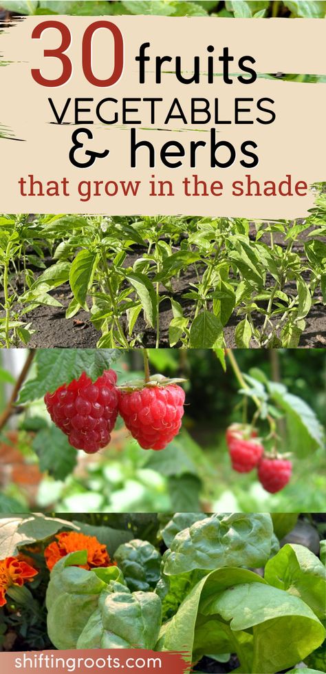 30 Fruits, Vegetables, and Herbs You Can Grow in Part Shade | Shifting Roots