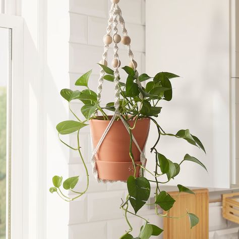 Plant holder diy