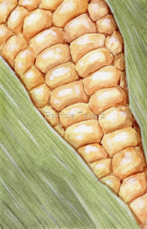 Pizza Fusion, Form Sketches, Corn Watercolor, Corn Drawing, Corn Painting, Watercolor Indian, Indian Corn, Art Teaching, Mexican Street Corn