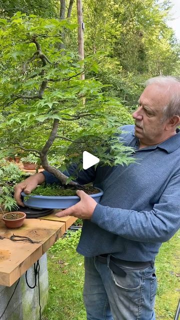 Bonsai Mentor on Instagram: "Elegant Japanese maple  Follow @davideasterbrookbonsai to see more of his bonsai collection  #JapaneseMaple #Bonsai #MapleBonsai #BonsaiPot #BonsaiMaster #BonsaiTree #BonsaiCollection" Bonsai Maple Tree, Bonsai Apple Tree, Bonsai Collection, Japanese Maple Bonsai, Japanese Bonsai Tree, Maple Bonsai, Bonsai Care, Japanese Bonsai, Bonsai Garden