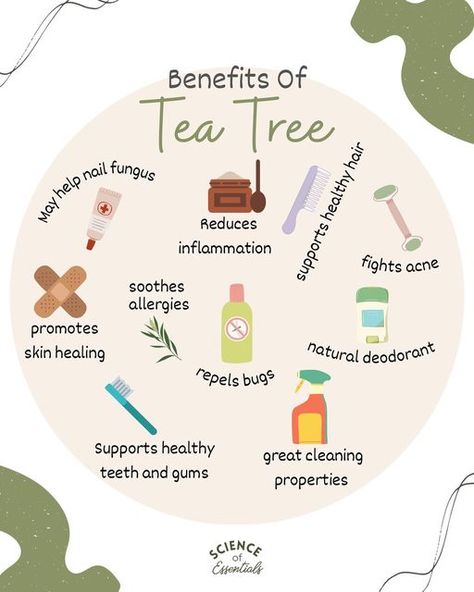 Holly | Essential Oil Education on Instagram: "Who is a tea tree oil fan??? 🙋🏻‍♀️ I think tea tree essential oil was the first essential oil I ever owned. Many many years ago, I knew about its powerful benefits for blemishes, dandruff and athletes foot and was always pleased by how well it worked! Tea tree essential oil, also known as melaleuca, is one of the most well-known essential oils. In history, it was widely used as an antiseptic agent. Today, tea tree oil has multiple scientifically Tea Tree Essential Oil Benefits, Tea Tree Benefits, Tea Tree Oil Benefits, Tea Tree Oil Uses, Essential Oil Education, Diy Essential Oil Recipes, Fertility Diet, Athletes Foot, Home Health Remedies