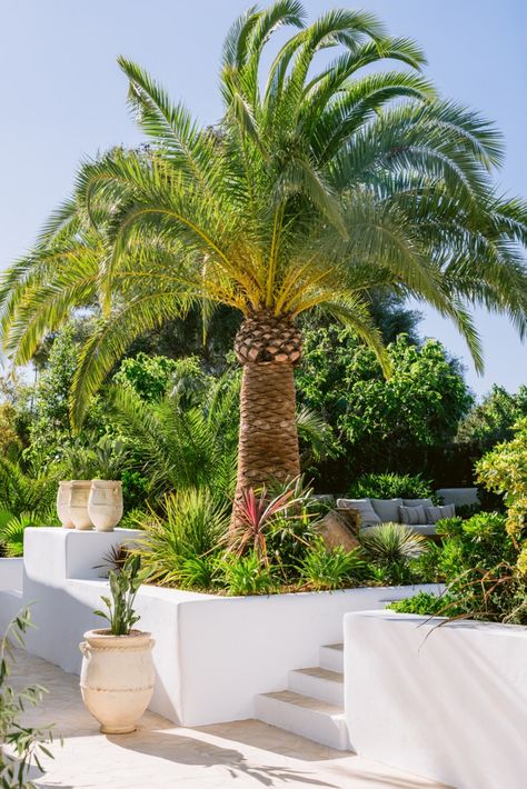 Step into paradise at Casa Terra Familia! 🌿 Embrace the timeless beauty of our lush gardens, enveloping a 500-year-old finca. Experience eco-luxury at its finest in Ibiza's serene campo, just 10 minutes from the vibrant heart of Ibiza town. Ibiza Style Garden, Ibiza Garden, Ibiza Town, Ibiza Style, Eco Luxury, Ibiza Fashion, Lush Garden, Back Garden, Front Garden