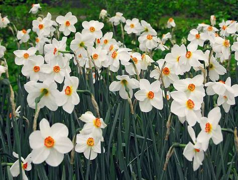 Narcissus Poeticus, Deer Resistant Garden, Yellow Cups, Sun Perennials, Birth Flower Tattoos, One Flower, Flower Bulbs, Cut Flower Garden, Grey Gardens