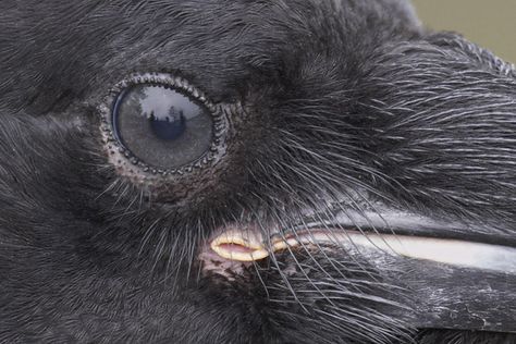 Closeup of juvenile raven's face -- as they get older, their eyes turn from blue to grey to dark brown, and their mouths turn black. (Photographer: Norman Rich) Crow Eye, Eye Closeup, Quoth The Raven, Magical Women, Raven Bird, Dark Wings, Jackdaw, Magic Women, Raven Art