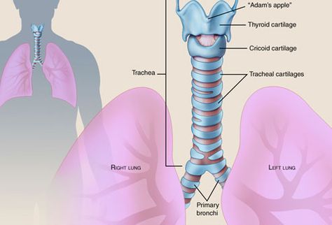 Human Trachea | The Trachea (Human Anatomy): Picture, Function, Conditions, and More Trachea Anatomy, Human Anatomy Picture, Home Remedies For Bronchitis, Human Lungs, Facts About Humans, Medical Terminology, Special Kids, Molecular Biology, Respiratory System