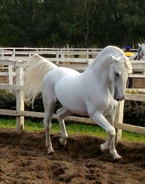 Lipizzaner stallion Lippizaner, Spanish Riding School, Horse Reference, Spirit Horse, Riding School, Horse Photo, Albino Animals, Majestic Horse, All The Pretty Horses