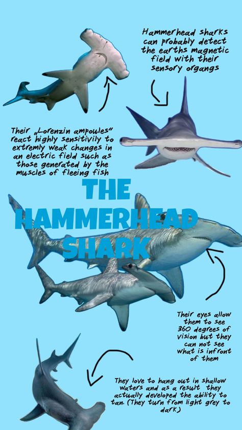 https://www.originaldiving.com/blog/top-ten-hammerhead-shark-facts www.geo.de Hammerhead Shark Facts, Fun Facts About Sharks, Oceanography Marine Biology, Ocean Life Photography, Shark Facts, Cool Sharks, Shark Photos, Shark Pictures, Shark Fishing