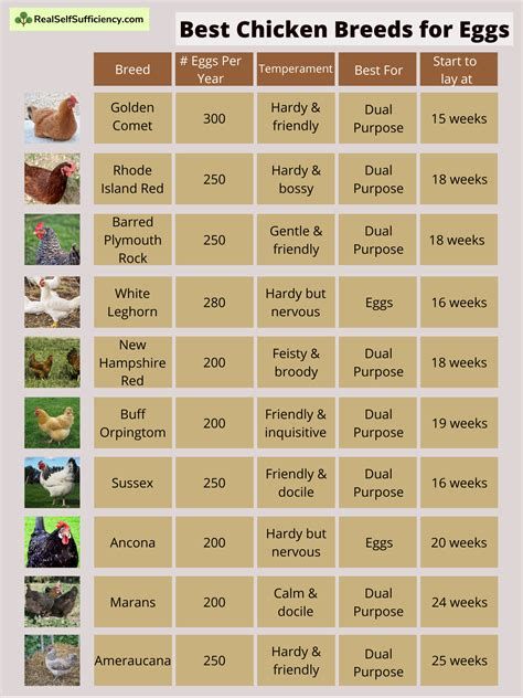 Types Of Chickens Breeds Chart, Chicken Egg Chart, Chicken Mote For Garden, Chicken Hatchery Ideas, Chicken Types And Eggs, Having Chickens For Beginners, Benefits Of Having Chickens, Types Of Chickens And Their Eggs, Chicken Eggs Colors Chart