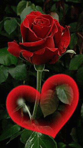 Rose Heart GIF - Rose Heart - Discover & Share GIFs Gif Rose, Love Rose Flower, Rose Belle, Good Night Flowers, Rose Flower Wallpaper, Good Morning Flowers Gif, Beautiful Red Roses, Rose Heart, Flowers Gif