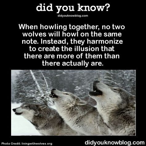 Log in | Tumblr | Animal facts, Facts about wolves, Beautiful wolves Facts About Wolves, Crazy Animals, Wolf Stuff, Wolf Quotes, Wolf Spirit Animal, She Wolf, Wolf Love, Movie Memes, Wolf Spirit