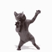 Go Kitty Go Dance, Dance Animation Gif, Kitty Dancing, Dancing Cat Gif, Funny Cat Gif, Funny Cat Gifs, Dancing Meme, Cats Dancing, Kitty Gif