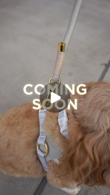 Poochado | Luxury dog accessories. on Instagram: "14.6.24
So excited to announce Poochado is launching very soon!
Featuring luxury stylish collars, leads, harnesses, toys & so much more! Here’s a sneak peak of some of the exciting products that will be launching.
After months in the making we have curated products we believe in. Every pooch should be walking and wagging in style 🤍" Luxury Dog Accessories, Luxury Dog, Sneak Peak, Dog Accessories, So Excited, Product Launch, Walking, Led, Toys