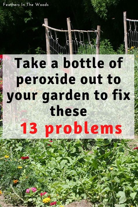 Garden Gardens Vegetable, Peroxide Uses, Garden Hacks Diy, Garden Remedies, Garden Bugs, Plant Care Houseplant, Backyard Plants, Root Rot, Vegetable Garden Diy