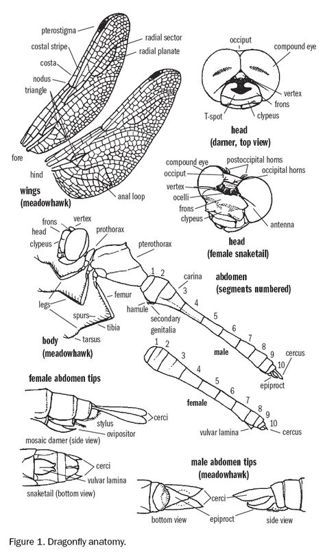 Dragonfly Anatomy Mixed Media Anatomy Art, Dragonfly Anatomy, Dragonflies Artwork, Butterfly Anatomy, Insect Anatomy, Dragonfly Artwork, Dragonfly Images, Dragonfly Drawing, Dragonfly Photos