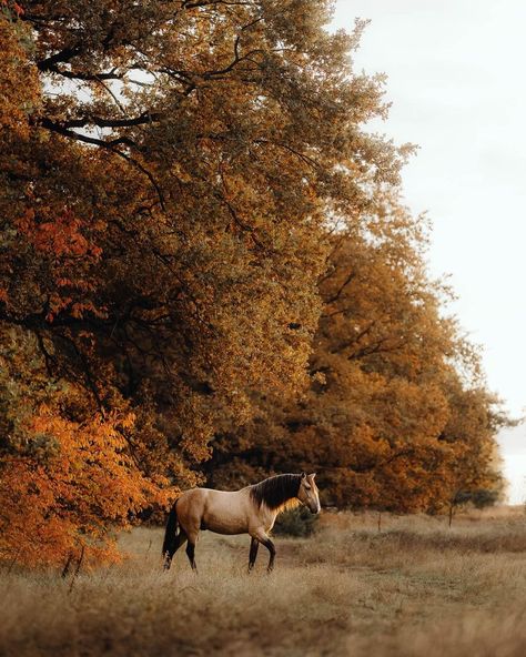 Chevaux • Instagram Horses In Autumn, Aesthetic Horse Pictures, Autumn Horse, Aesthetic Horse, Fall Animals, Forest Fall, Horse Markings, Forest Falls, Beautiful Horse Pictures