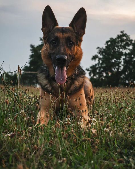 Max, the German Shepherd dog 🐕 . . . . Photo taken by Canon R8 @canonusa Credits to @kolomyyskaya . . . #germanshepherdworld #germanshepred #GermanShepherd #dogfriendly #DogTrainingTips #doglife #dogcontent #dogphoto #GSDofInstagram #GSDCommunity #GSD #WorkingDog Gsd Dog, German Shep, Dog Photo, Forest Photography, German Shepherd Dog, Working Dogs, Dog Training Tips, German Shepherd Dogs, Shepherd Dog